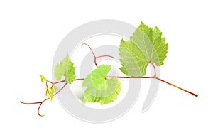 Fresh grapevine with leaves isolated