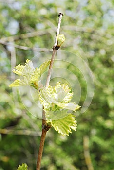 Fresh grapevine. Spring twig with buds. Vitis Vinifera.