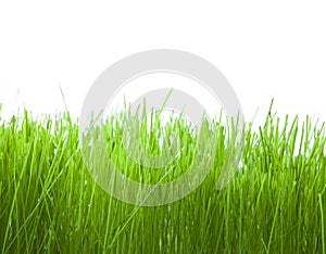 Fresh grass