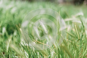 Fresh grass against green background. Spring time