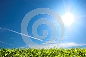 Fresh grass and blue sunny sky photo