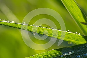 Fresh grass with dew drops close up. Nature background. Shallow depth of field.