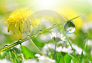 Fresh grass with dew drops with the daisies and dandelions