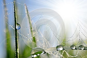 Fresh grass with dew drops and spider web