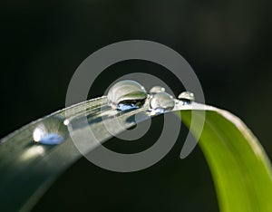 Fresh grass with dew drops and Sun beams