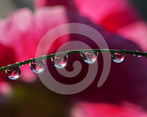 Fresh grass with dew drops and Sun beams