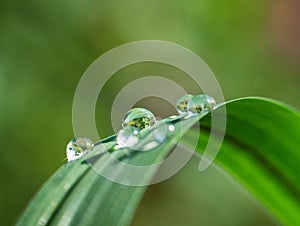 Fresh grass with dew drops and Sun beams