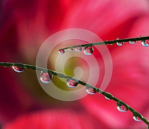 Fresh grass with dew drops and Sun beams