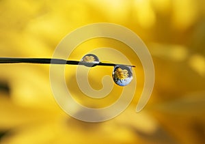 Fresh grass with dew drops and Sun beams