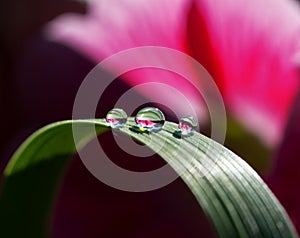 Fresh grass with dew drops and Sun beams