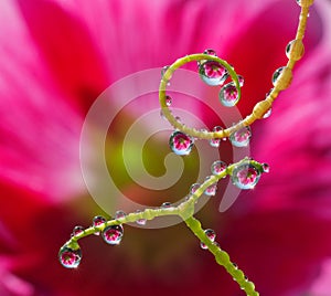 Fresh grass with dew drops and Sun beams