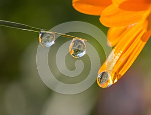 Fresh grass with dew drops and Sun beams