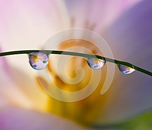 Fresh grass with dew drops and Sun beams