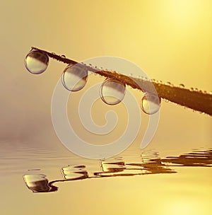 Fresh grass with dew drops at sunrise.