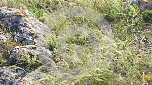 Fresh grass fluttering in the wind. Crimean peninsula