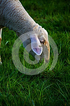 Fresh grass in the foreground and eating sheep in the background