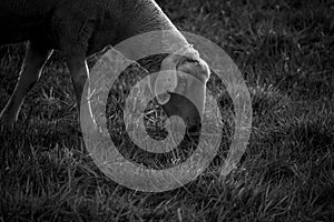 Fresh grass in the foreground and eating sheep in the background