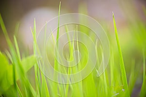 Fresh grass on green meadow for abstract natural background. Shallow depth of field. Selective focus. Toned