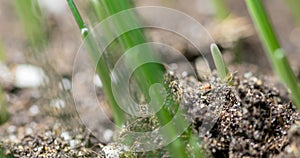 Fresh grass growing macro time-lapse. Closeup of germination and growth of tiny grass cereal crop. Wheat, oats or barley