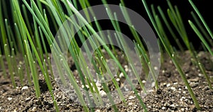 Fresh grass growing macro time-lapse. Closeup of germination and growth of tiny grass cereal crop. Wheat, oats or barley