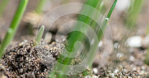 Fresh grass growing macro time-lapse. Closeup of germination and growth of tiny grass cereal crop. Wheat, oats or barley