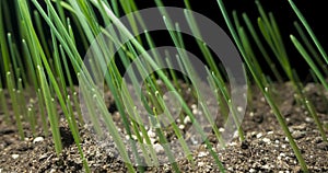 Fresh grass growing macro time-lapse. Closeup of germination and growth of tiny grass cereal crop. Wheat, oats or barley