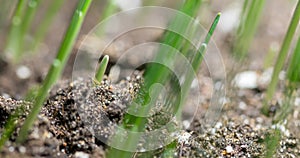 Fresh grass growing macro time-lapse. Closeup of germination and growth of tiny grass cereal crop. Wheat, oats or barley