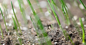 Fresh grass growing macro time-lapse. Closeup of germination and growth of tiny grass cereal crop. Wheat, oats or barley