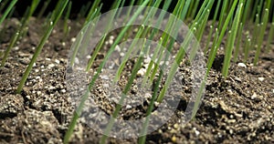 Fresh grass growing macro time-lapse. Closeup of germination and growth of tiny grass cereal crop. Wheat, oats or barley