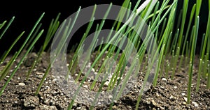 Fresh grass growing macro time-lapse. Closeup of germination and growth of tiny grass cereal crop. Wheat, oats or barley