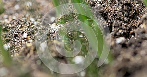 Fresh grass growing macro time-lapse. Closeup of germination and growth of tiny grass cereal crop. Wheat, oats or barley