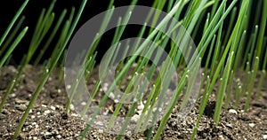 Fresh grass growing macro time-lapse. Closeup of germination and growth of tiny grass cereal crop. Wheat, oats or barley