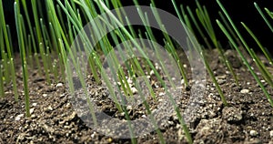 Fresh grass growing macro time-lapse. Closeup of germination and growth of tiny grass cereal crop. Wheat, oats or barley