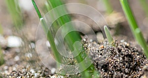 Fresh grass growing macro time-lapse. Closeup of germination and growth of tiny grass cereal crop. Wheat, oats or barley