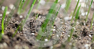 Fresh grass growing macro time-lapse. Closeup of germination and growth of tiny grass cereal crop. Wheat, oats or barley