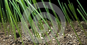 Fresh grass growing macro time-lapse. Closeup of germination and growth of tiny grass cereal crop. Wheat, oats or barley