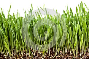 Fresh grass growing vermiculite