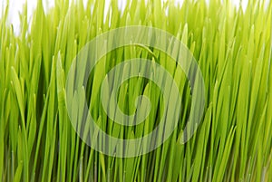 Fresh grass isolated on white