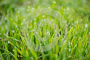 Fresh grass with morning dew drops on sunrise