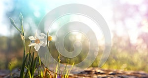 Fresh grass and narcissus flowers growing in the forest at spring