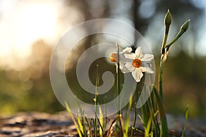 Fresh grass and narcissus flowers growing in the forest at spring