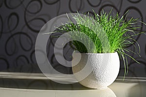 Fresh grass in a pot in the sun