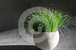 Fresh grass in a pot in the sun