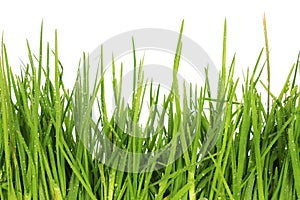 Fresh grass after a rain