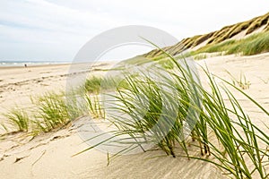Fresh Grass on Sand in Zeeland