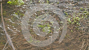 Fresh grass sprouts in a spring stream in which the glare of the sun is reflected. Slow motion.