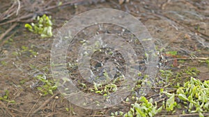 Fresh grass sprouts in a spring stream in which the glare of the sun is reflected. Slow motion.