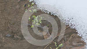 Fresh grass sprouts in a spring stream in which the glare of the sun is reflected, snow lies on the banks. Slow motion.