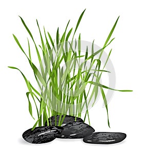 Fresh grass and stones