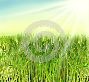 Fresh grass in sun rays